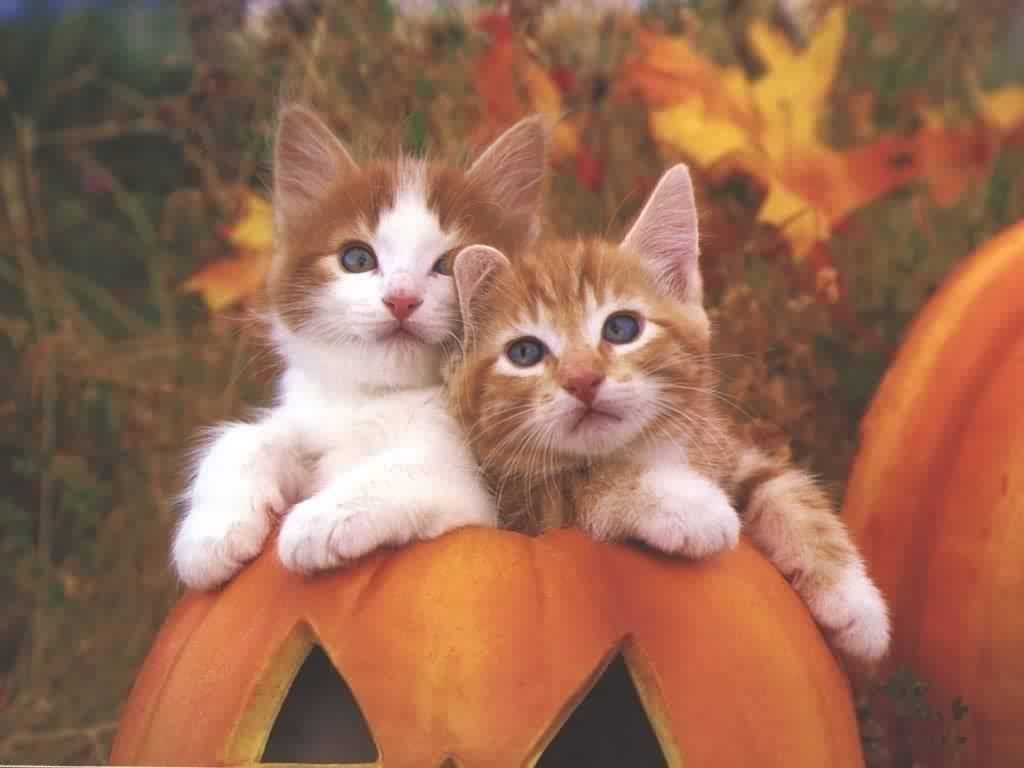 Chats - 022